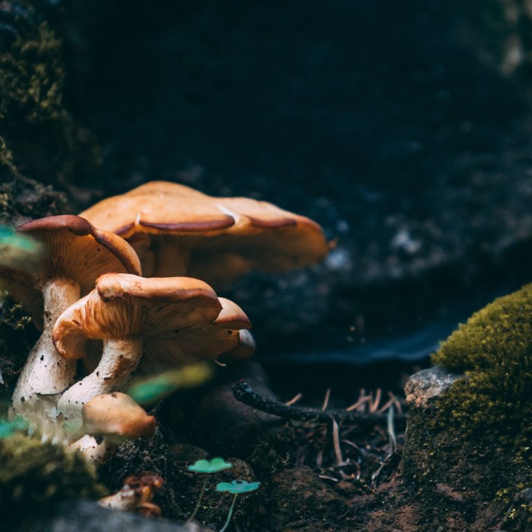 Psilocybin-ancient-history_Conscious-Pharmacist
