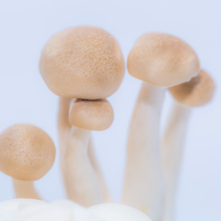 Psilocybin-mushrooms_Conscious-Pharmacist