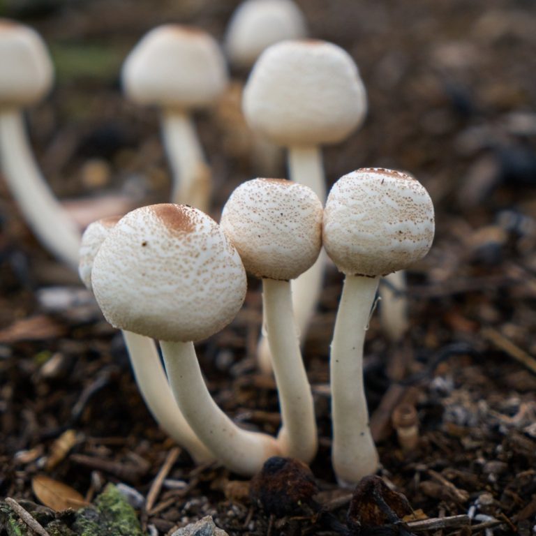Psychedelic-mushrooms_Conscious-Pharmacist